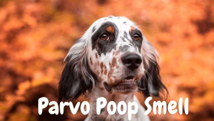 What Does Parvo Poop Smell Like? Explained