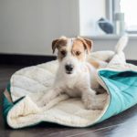 Using This Simple Checklist Makes It Simple To Choose The Right Dog Bed