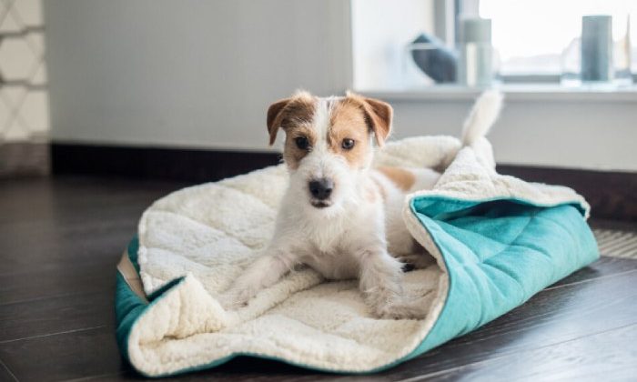 Using This Simple Checklist Makes It Simple To Choose The Right Dog Bed