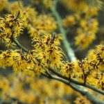 Use Witch Hazel for These 5 Reasons