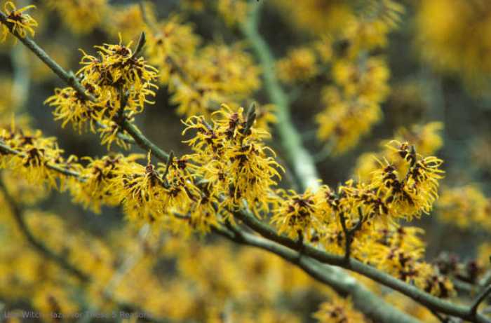 Use Witch Hazel for These 5 Reasons